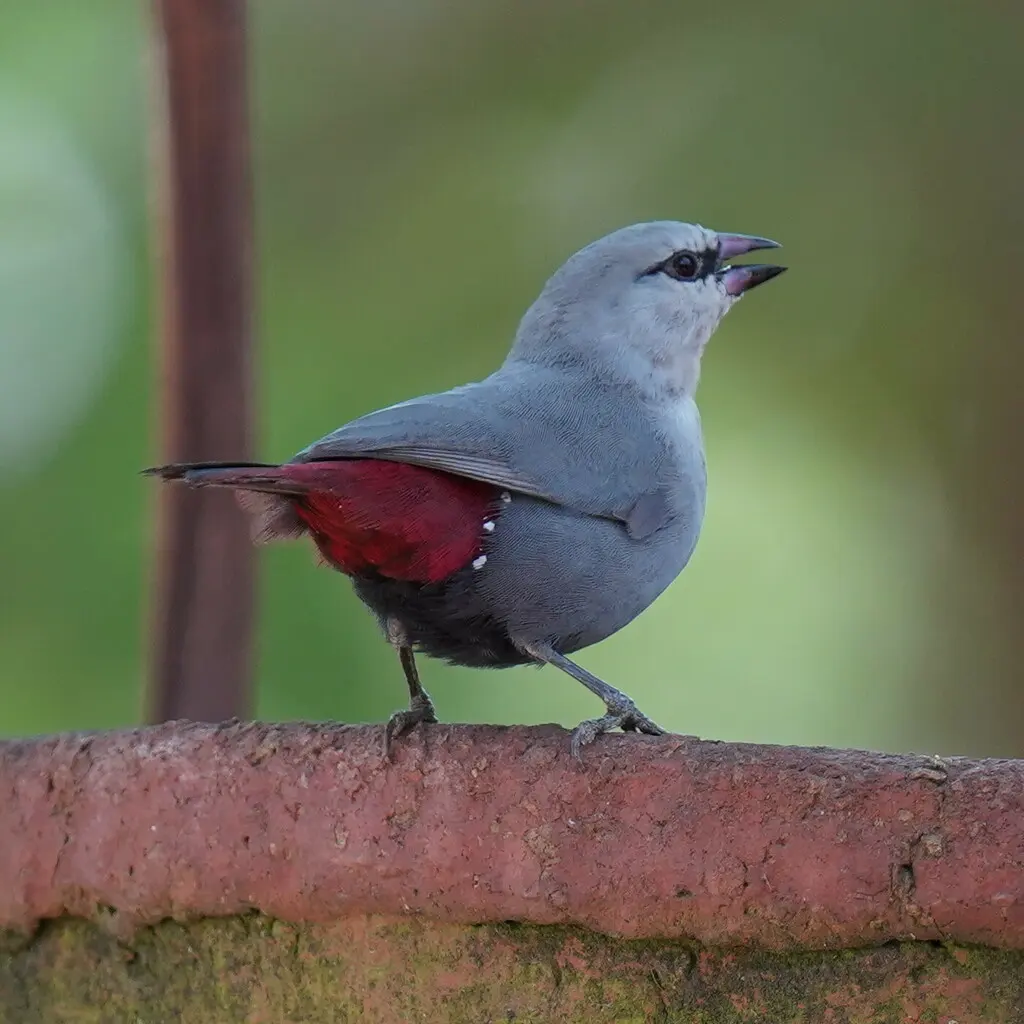 淡蓝梅花雀(Glaucestrilda caerulescens)