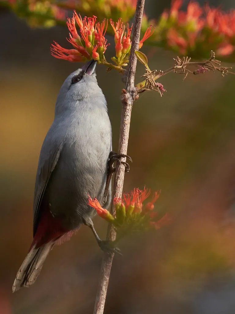 淡蓝梅花雀(Glaucestrilda caerulescens)