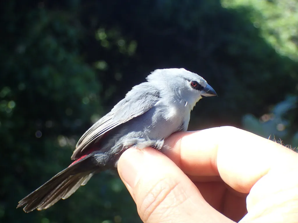 黑尾梅花雀(Glaucestrilda perreini)