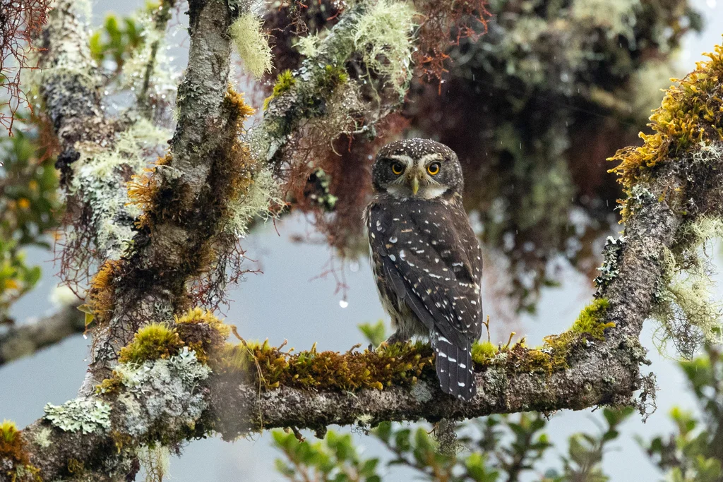 玻利维亚鸺鹠(Glaucidium bolivianum)