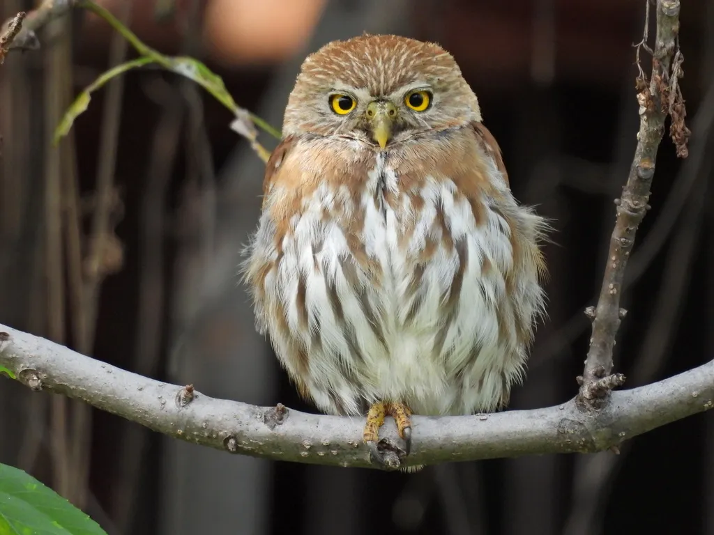 棕鸺鹠（Glaucidium brasilianum）