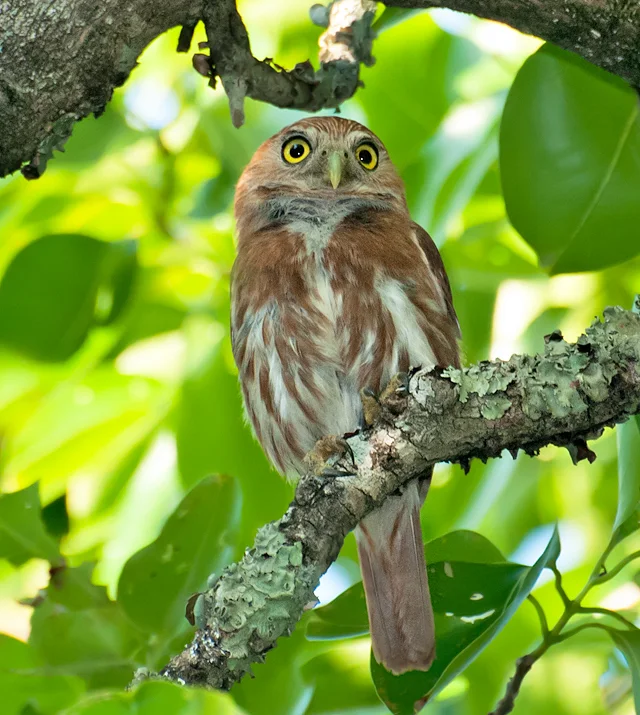 棕鸺鹠（Glaucidium brasilianum）