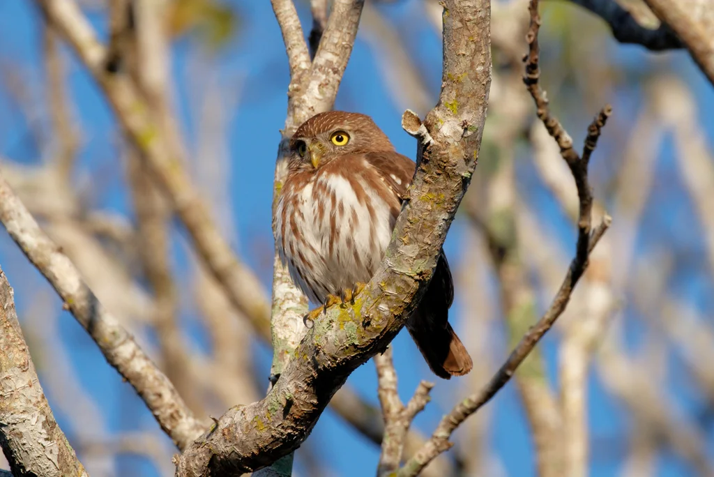 棕鸺鹠（Glaucidium brasilianum）