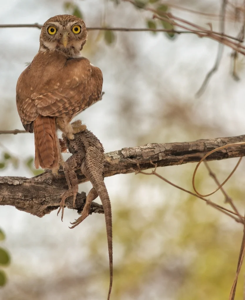 棕鸺鹠（Glaucidium brasilianum）