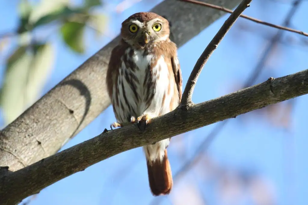 棕鸺鹠（Glaucidium brasilianum）