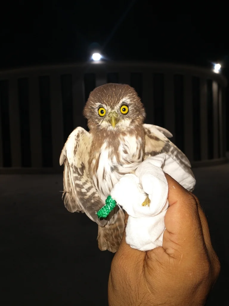 棕鸺鹠(Glaucidium brasilianum)