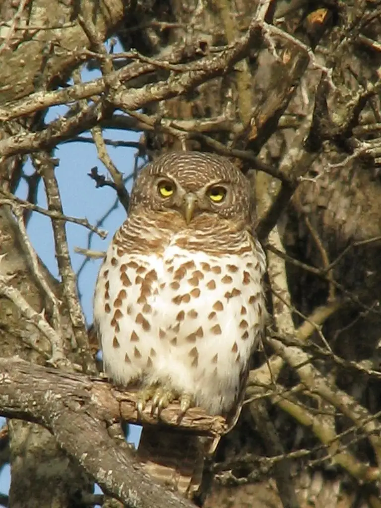 斑鸺鹠(Glaucidium capense)