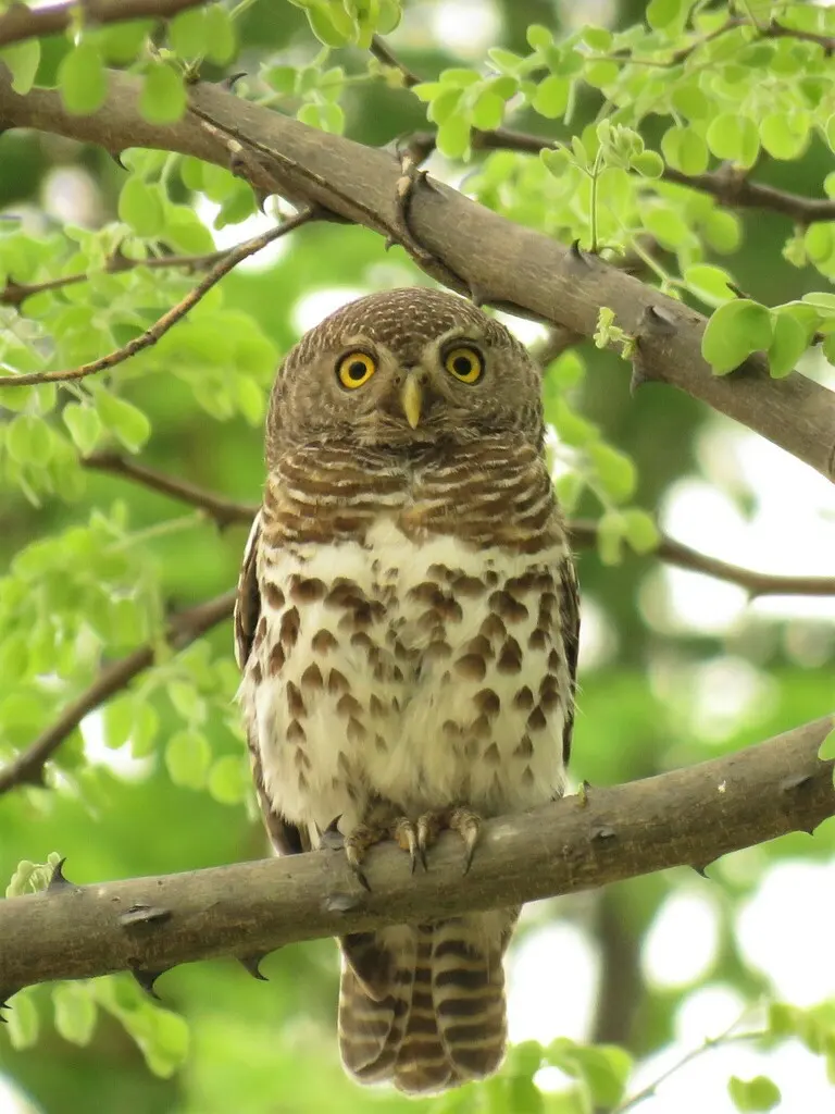 斑鸺鹠(Glaucidium capense)