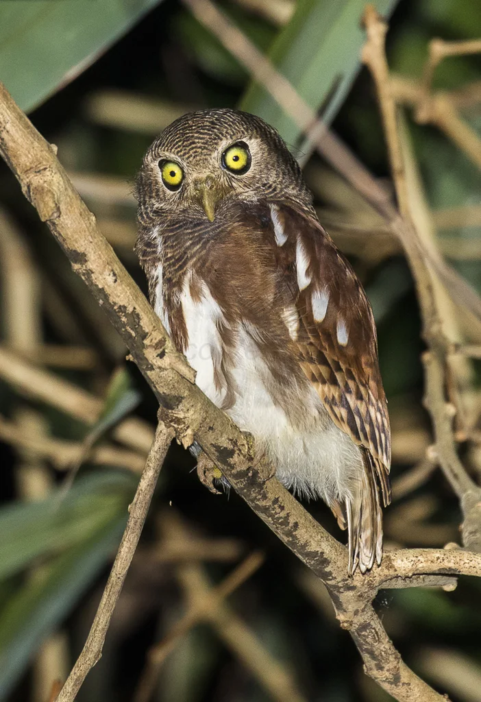 栗翅鸺鹠(Glaucidium castanopterum)
