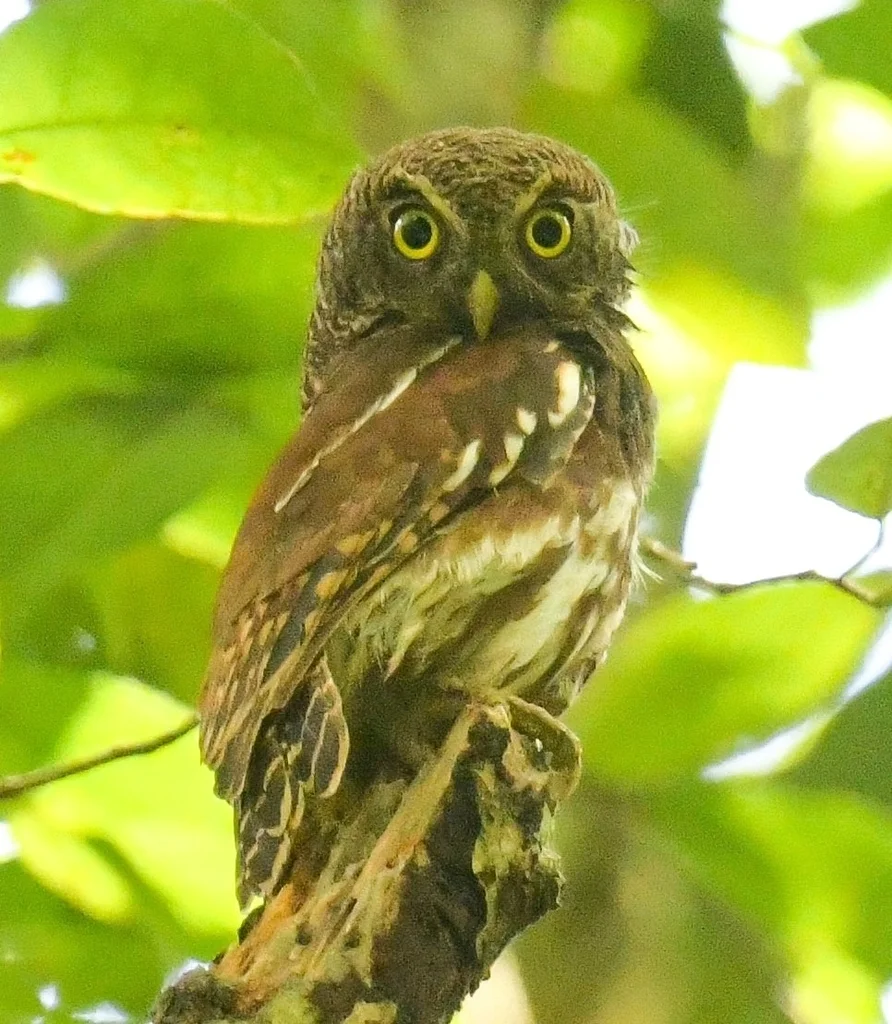 栗翅鸺鹠(Glaucidium castanopterum)
