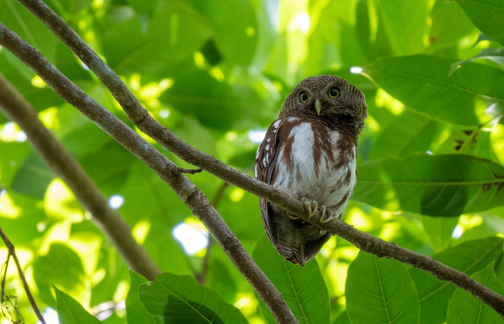 栗翅鸺鹠(Glaucidium castanopterum)