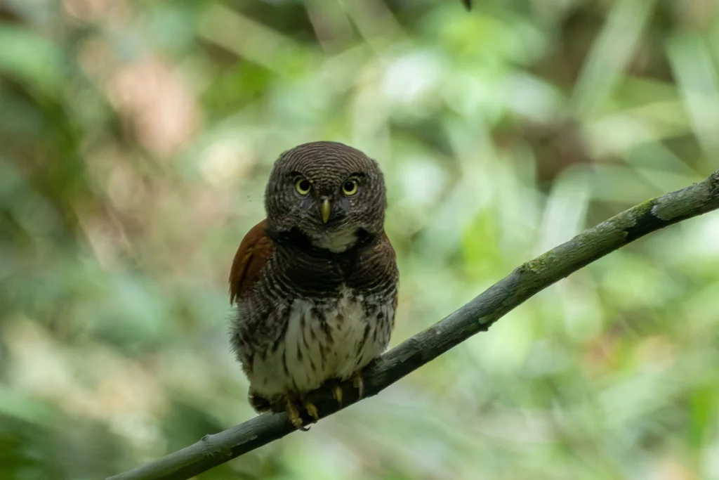栗背鸺鹠(Glaucidium castanotum)