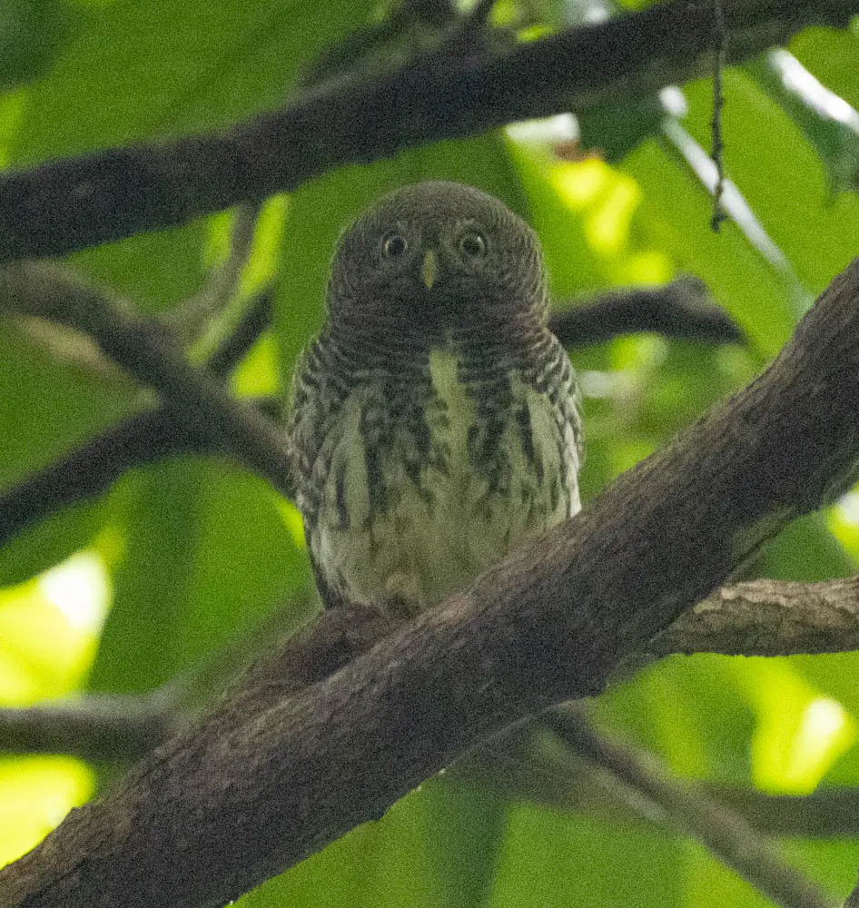 栗背鸺鹠(Glaucidium castanotum)