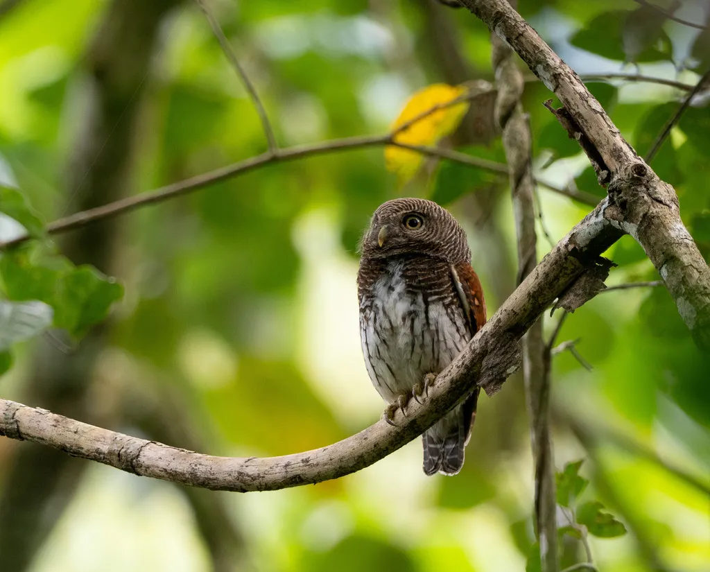 栗背鸺鹠(Glaucidium castanotum)