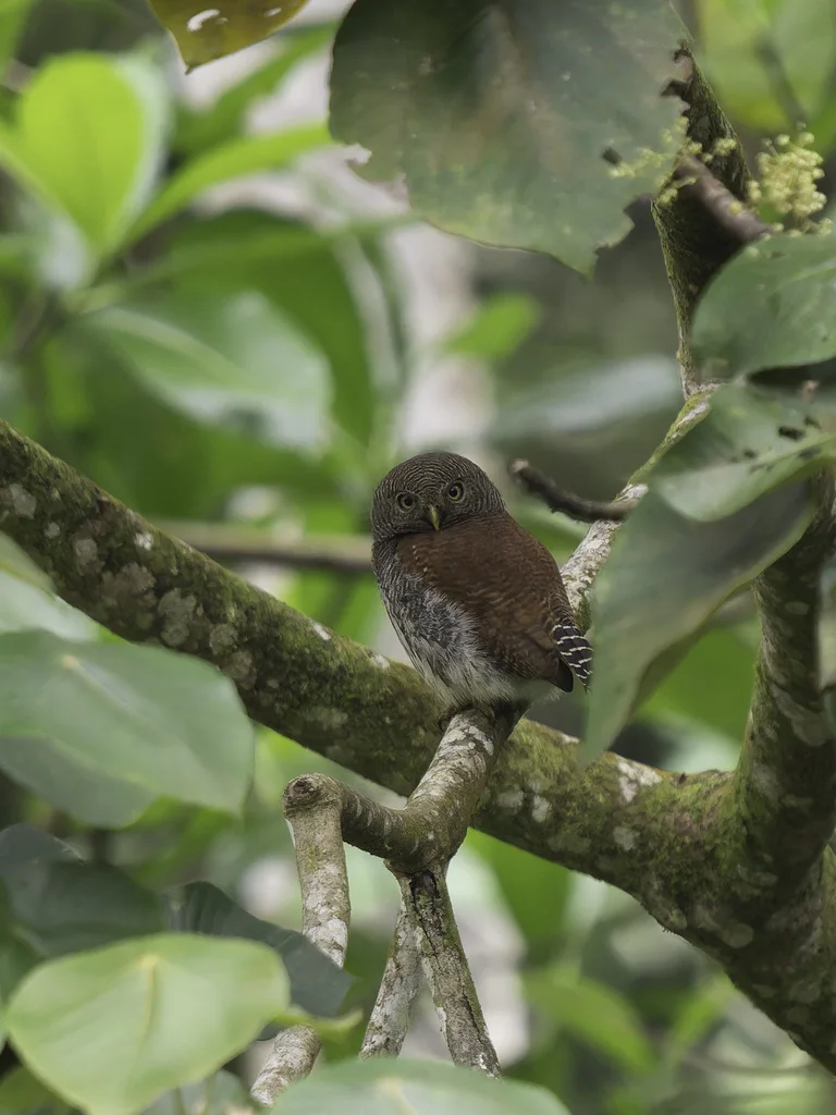 栗背鸺鹠(Glaucidium castanotum)