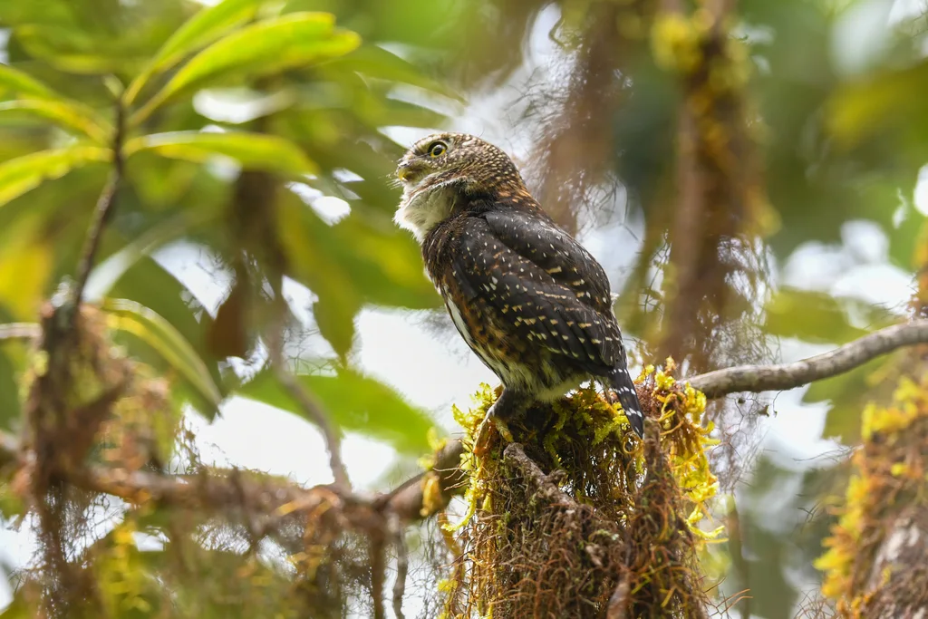 哥斯达黎加鸺鹠(Glaucidium costaricanum)