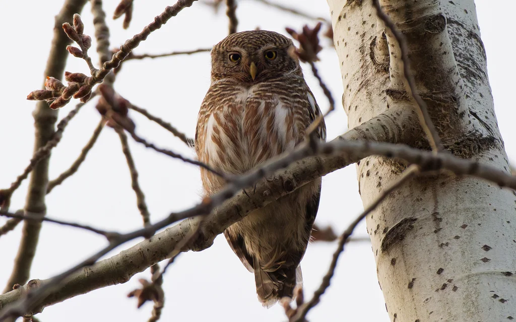 斑头鸺鹠(Glaucidium cuculoides)