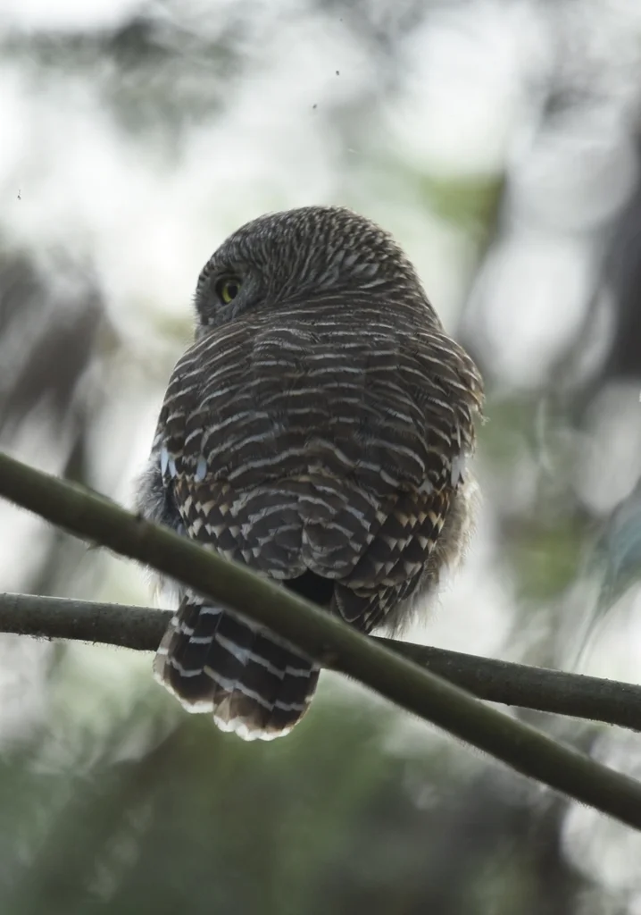 斑头鸺鹠(Glaucidium cuculoides)