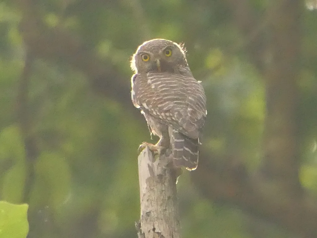 斑头鸺鹠(Glaucidium cuculoides)