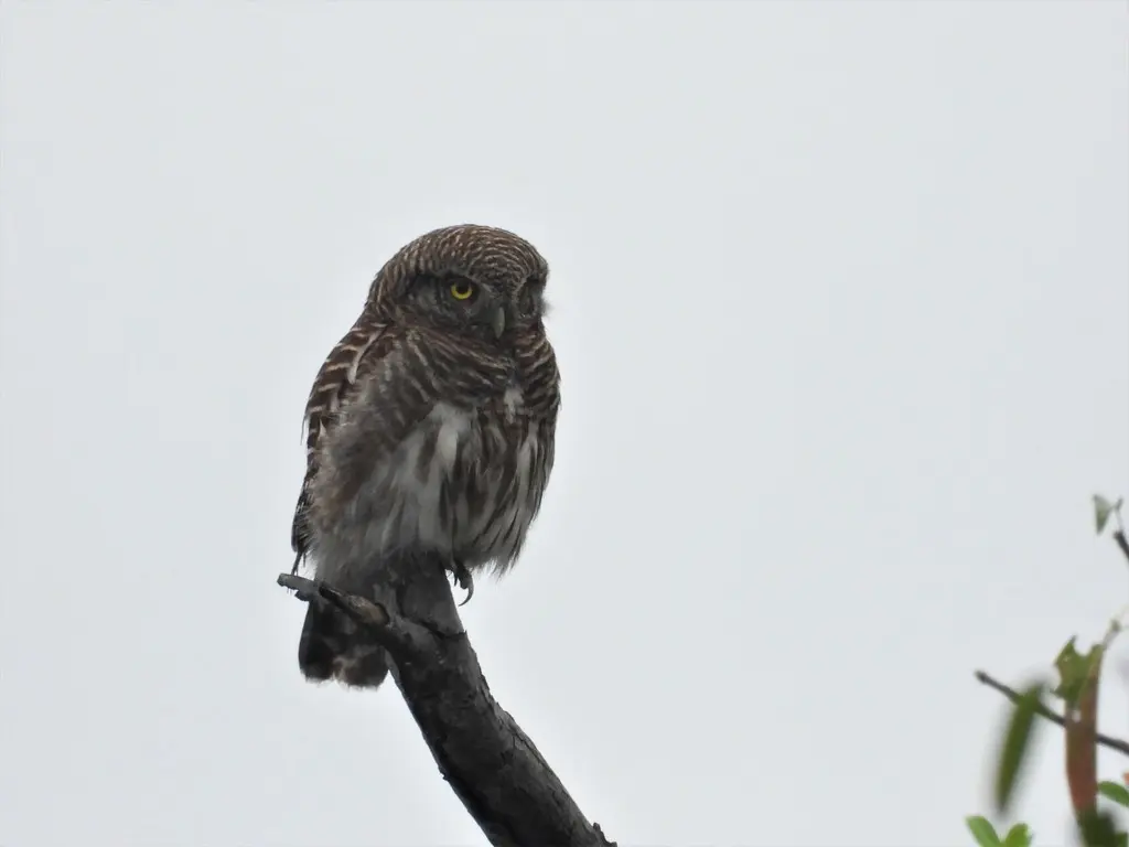 斑头鸺鹠(Glaucidium cuculoides)