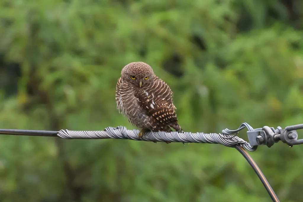 斑头鸺鹠(Glaucidium cuculoides)