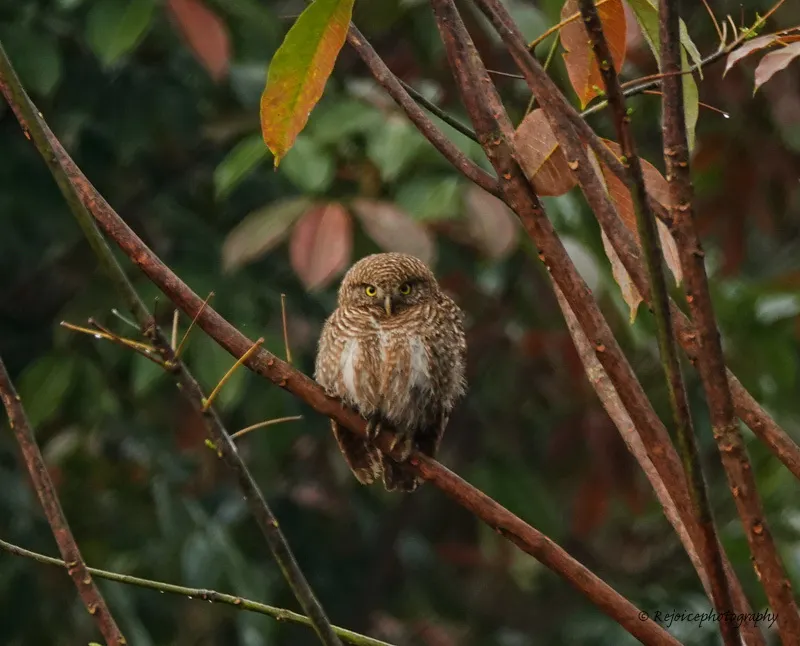 斑头鸺鹠(Glaucidium cuculoides)