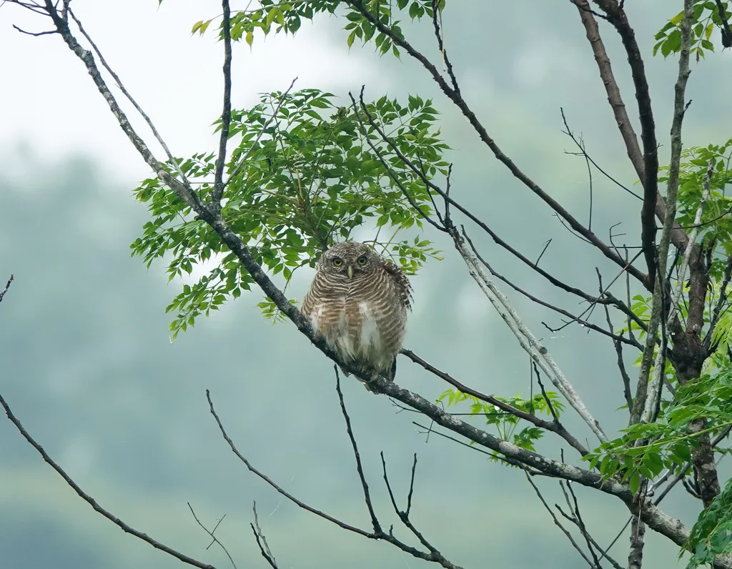 斑头鸺鹠(Glaucidium cuculoides)