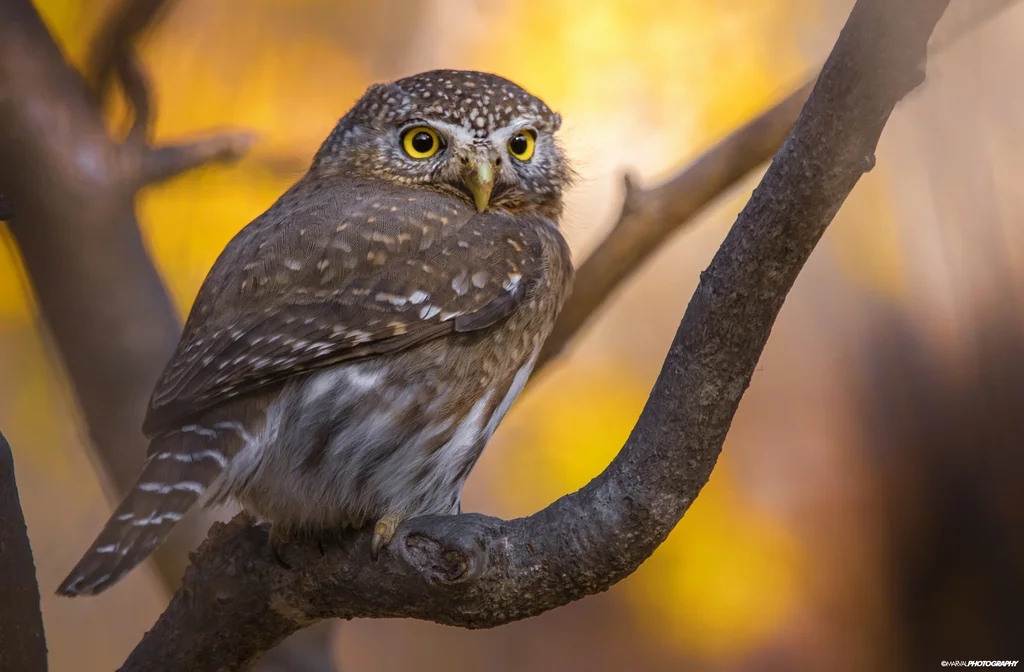 山鸺鹠(Glaucidium gnoma)