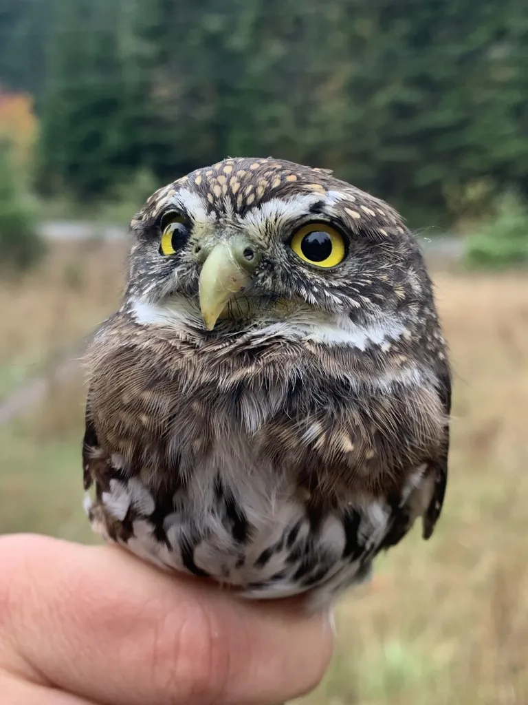 山鸺鹠(Glaucidium gnoma)