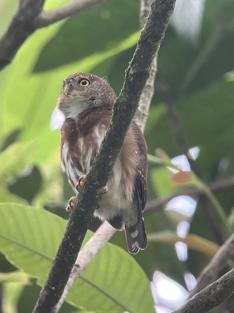 中美鸺鹠(Glaucidium griseiceps)