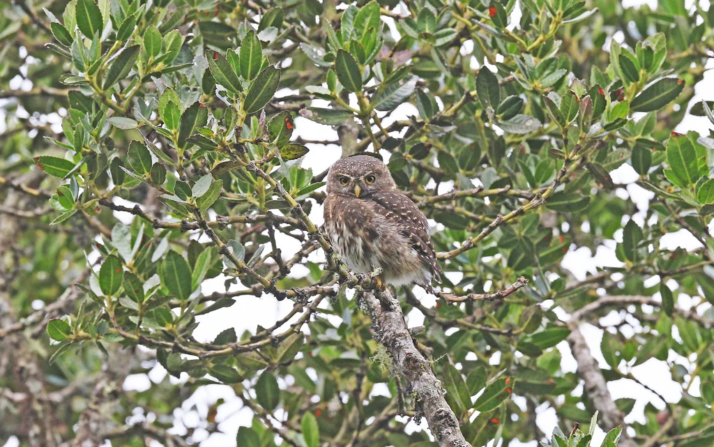 安第斯鸺鹠（Glaucidium jardinii）