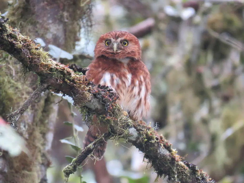 安第斯鸺鹠（Glaucidium jardinii）