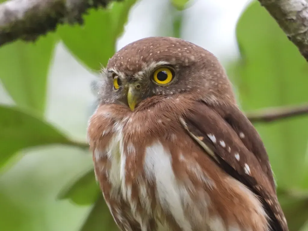 巴西鸺鹠(Glaucidium minutissimum)