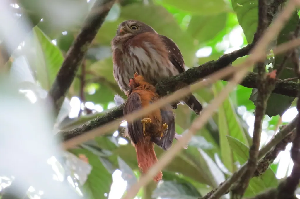 巴西鸺鹠(Glaucidium minutissimum)