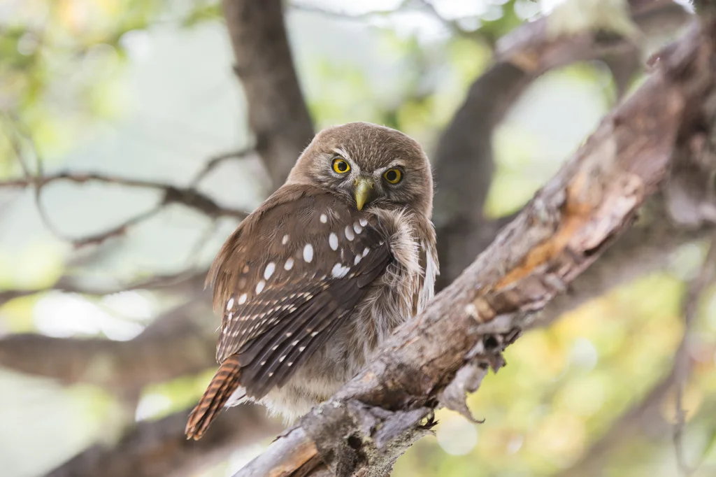 南鸺鹠(Glaucidium nana)