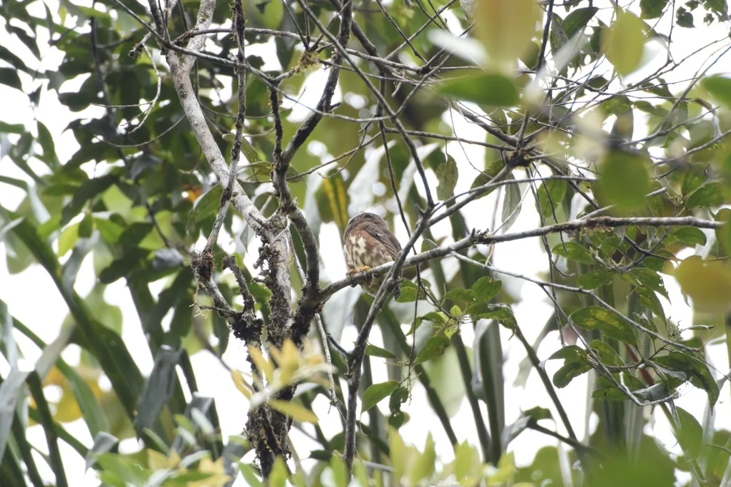 厄瓜多尔鸺鹠(Glaucidium nubicola)