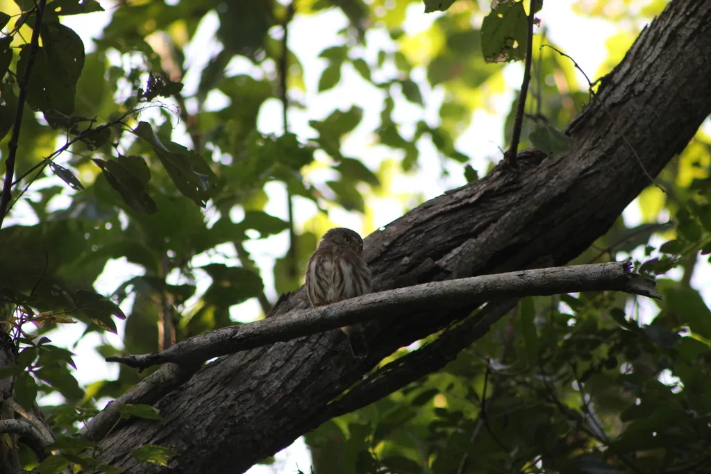 科利马鸺鹠(Glaucidium palmarum)