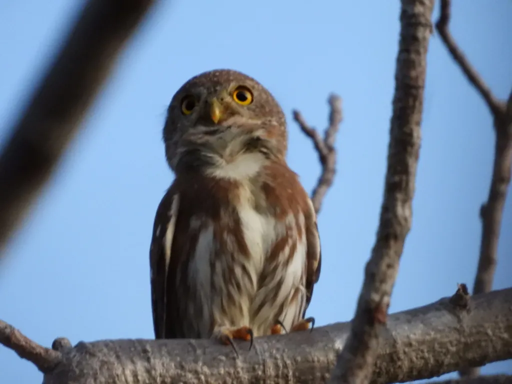 科利马鸺鹠(Glaucidium palmarum)