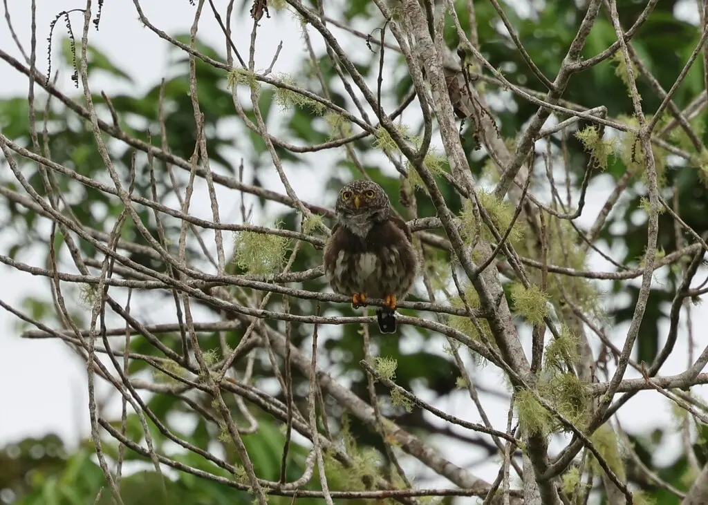 派克鸺鹠(Glaucidium parkeri)