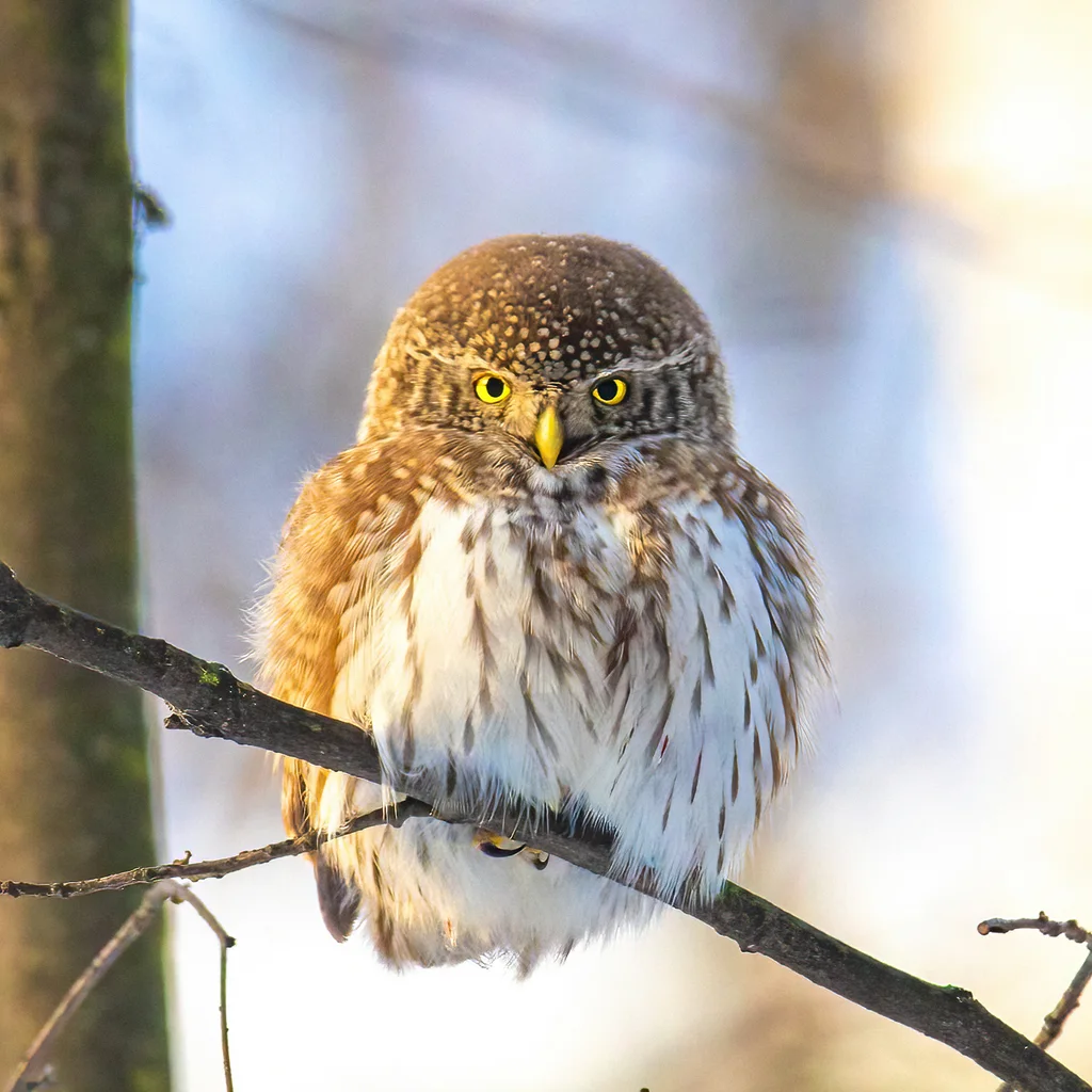 花头鸺鹠(Glaucidium passerinum)