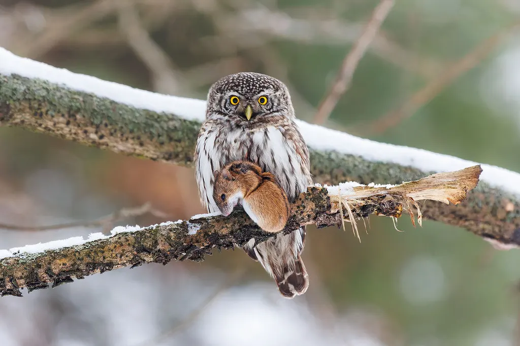 花头鸺鹠(Glaucidium passerinum)