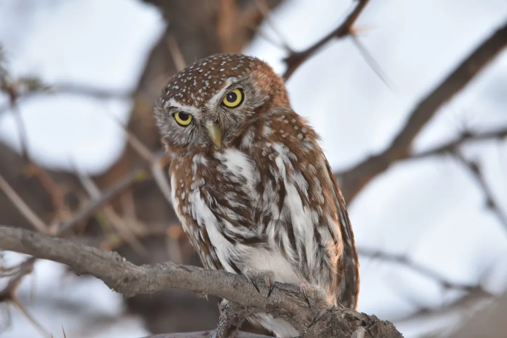 珠斑鸺鹠(Glaucidium perlatum)