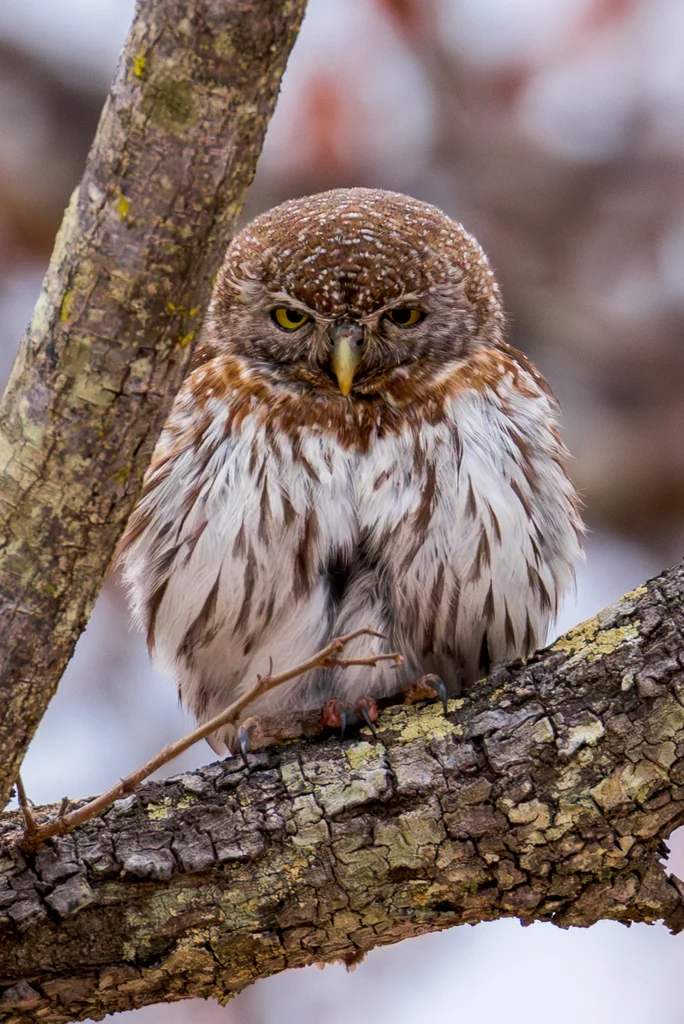 珠斑鸺鹠(Glaucidium perlatum)