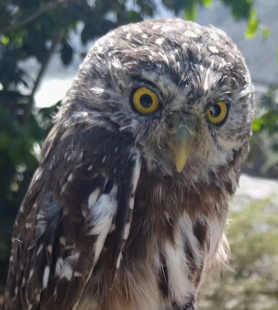 秘鲁鸺鹠(Glaucidium peruanum)