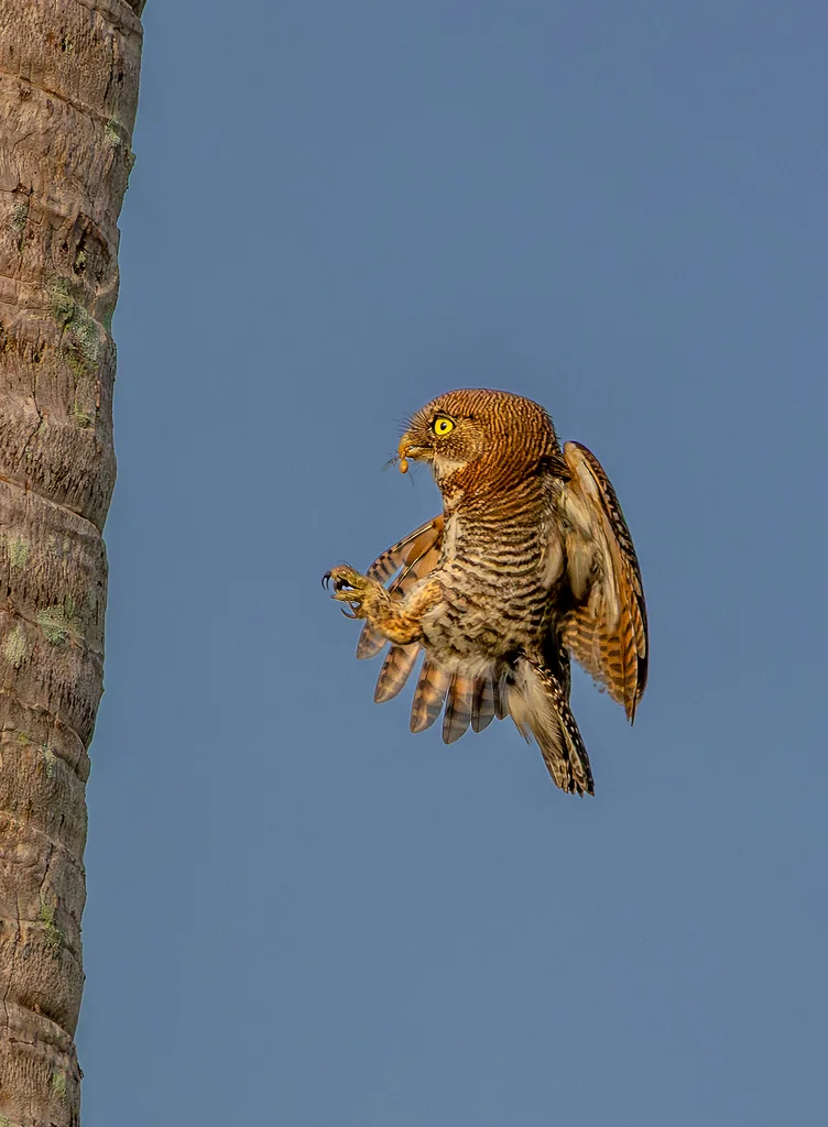 丛林鸺鹠(Glaucidium radiatum)