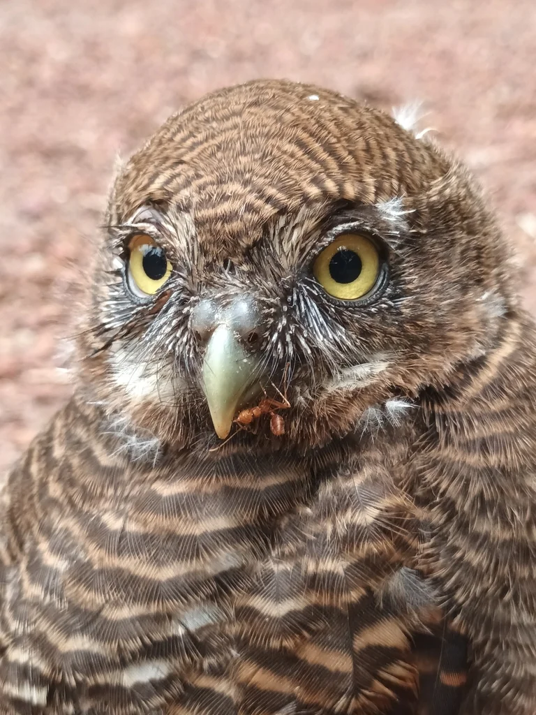 丛林鸺鹠(Glaucidium radiatum)
