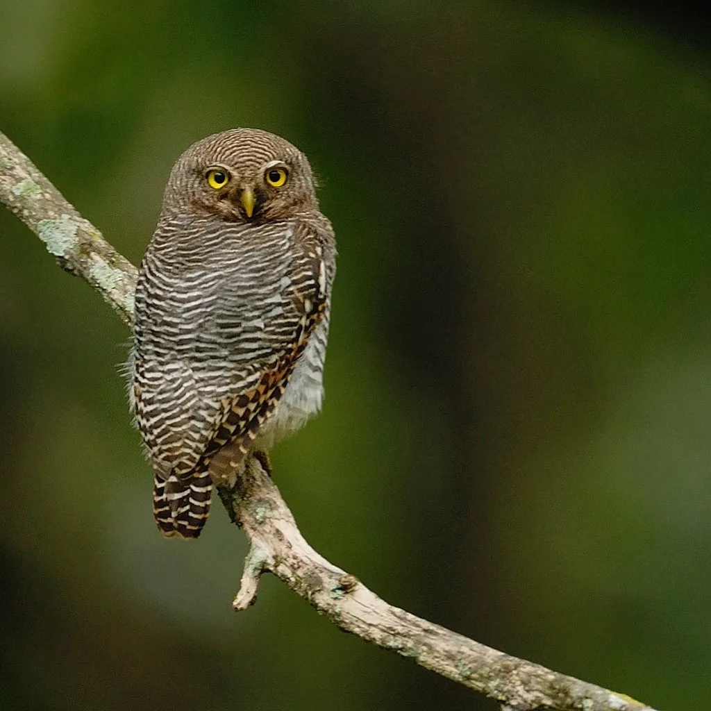 丛林鸺鹠(Glaucidium radiatum)