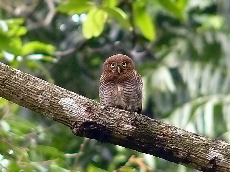 丛林鸺鹠(Glaucidium radiatum)