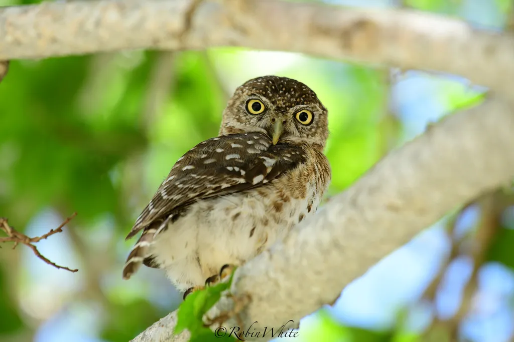 古巴鸺鹠(Glaucidium siju)