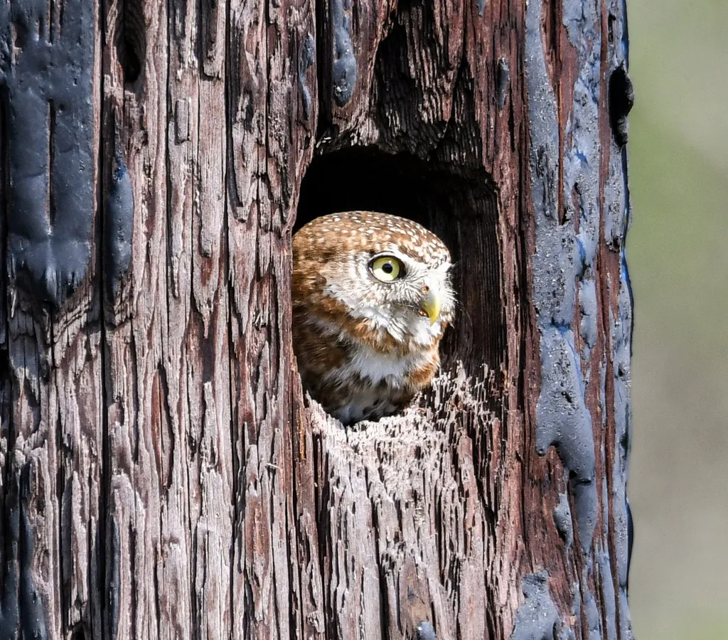 古巴鸺鹠(Glaucidium siju)
